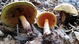 Boletus subluridellus image