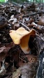 Cantharellus velutinus image