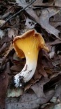 Cantharellus velutinus image