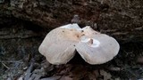 Russula crustosa image