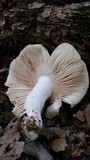 Russula crustosa image