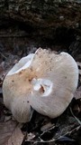 Russula crustosa image