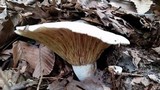 Lactarius subvellereus image