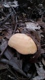 Hydnum subolympicum image
