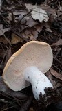 Hydnum subolympicum image