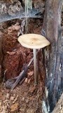 Oudemansiella furfuracea image