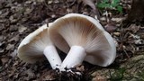 Lactarius zonarius image