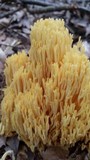 Ramaria caulifloriformis image