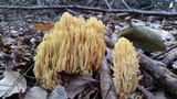 Ramaria caulifloriformis image
