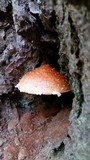 Hemistropharia albocrenulata image