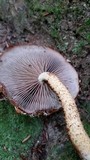 Hemistropharia albocrenulata image