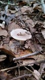 Lactarius cinereus image