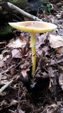 Amanita banningiana image