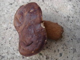 Tylopilus badiceps image