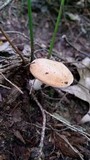 Hydnum cuspidatum image