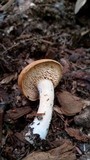 Hydnum cuspidatum image