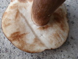Tylopilus badiceps image