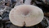 Lactifluus corrugis image