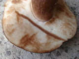 Tylopilus badiceps image