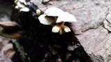 Hypholoma subviride image
