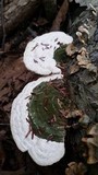 Trametes gibbosa image