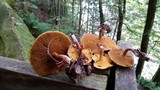 Suillus americanus image