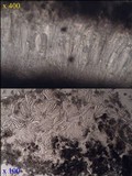 Schismatomma graphidioides image