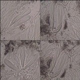 Schismatomma graphidioides image