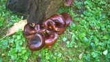 Omphalotus olearius image