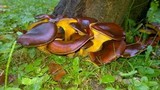 Omphalotus olearius image