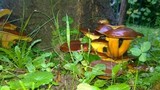 Omphalotus olearius image