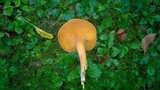 Omphalotus olearius image