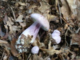 Tylopilus plumbeoviolaceus image