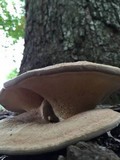 Bondarzewia berkeleyi image