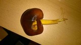 Omphalotus olearius image