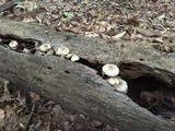 Mycena niveipes image