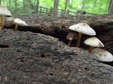 Mycena niveipes image