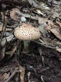 Echinoderma asperum image