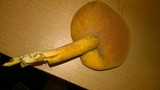 Omphalotus olearius image