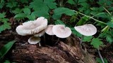 Mycena niveipes image