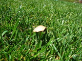 Panaeolus cinctulus image