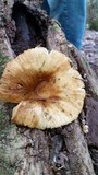 Russula foetentula image