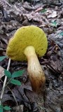 Aureoboletus innixus image