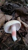 Russula flavisiccans image