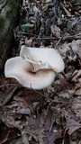 Royoporus badius image
