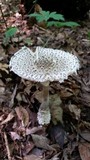 Amanita onusta image