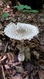 Amanita onusta image