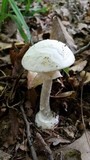Amanita elliptosperma image