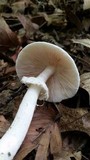 Amanita elliptosperma image