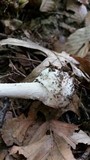Amanita elliptosperma image